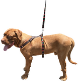 COMODORO - Polo Dog Harness & Lead Set