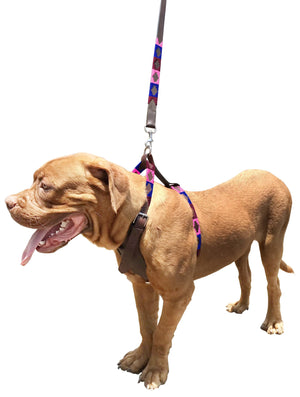 LA PLATA - Polo Dog Harness & Lead Set