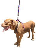 LA PLATA - Polo Dog Harness & Lead Set