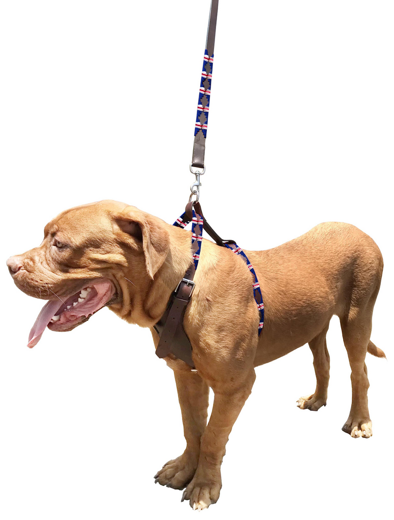 TINOGASTA - Polo Dog Harness & Lead Set